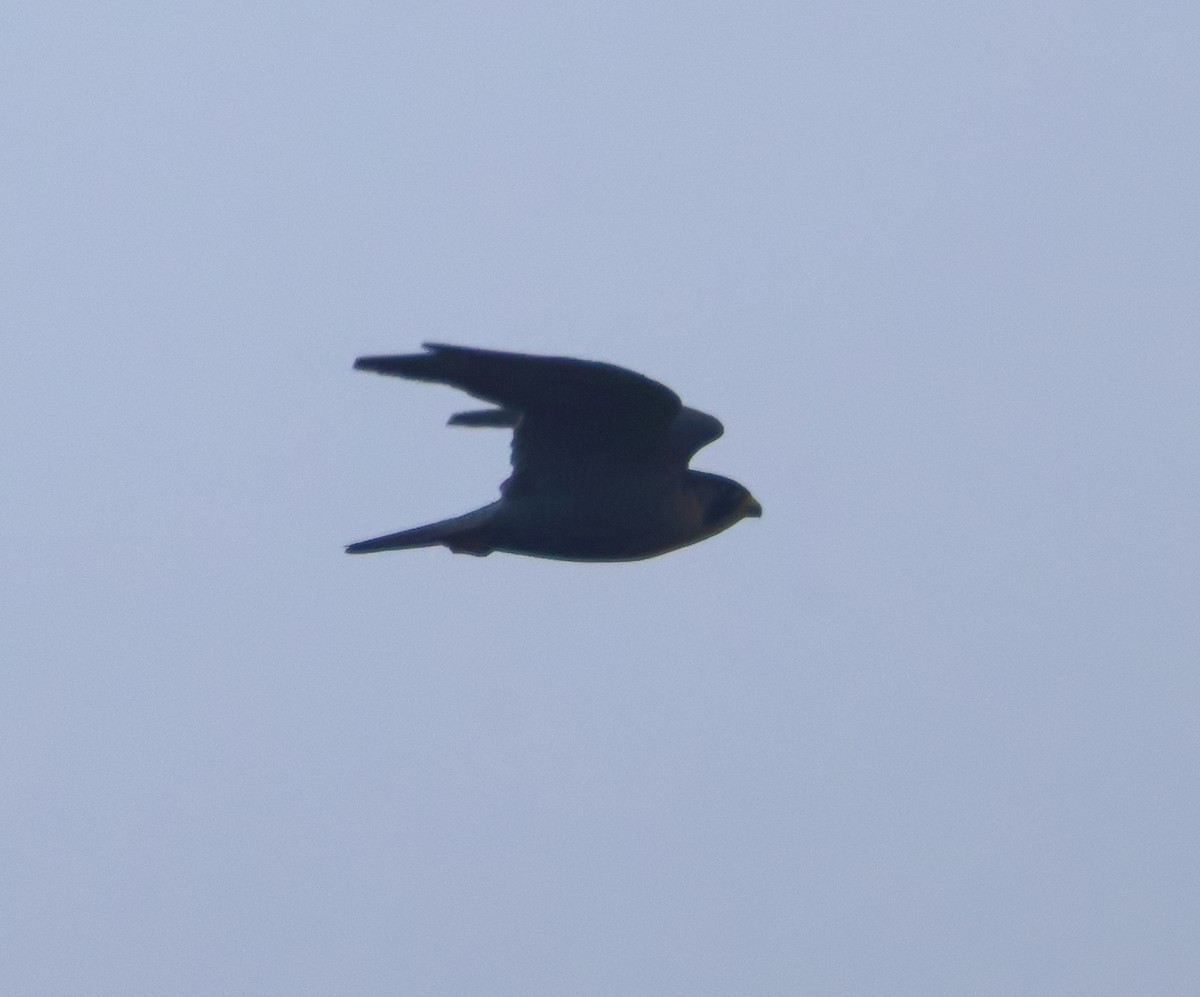 Peregrine Falcon - ML645410139