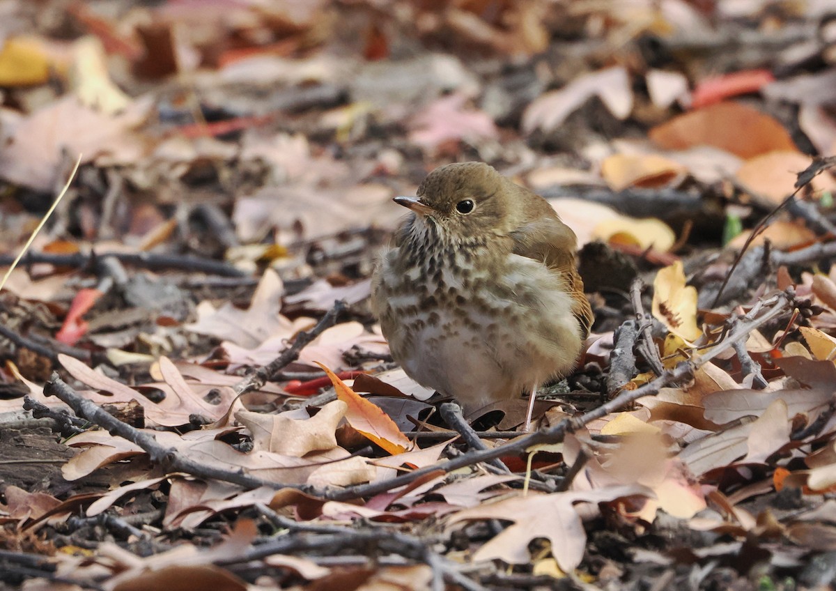 Hermit Thrush - ML645410142