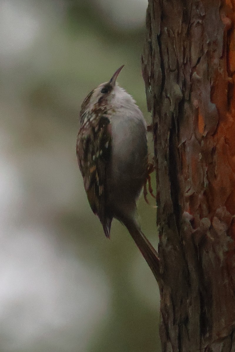 Eurasian Treecreeper - ML645410143