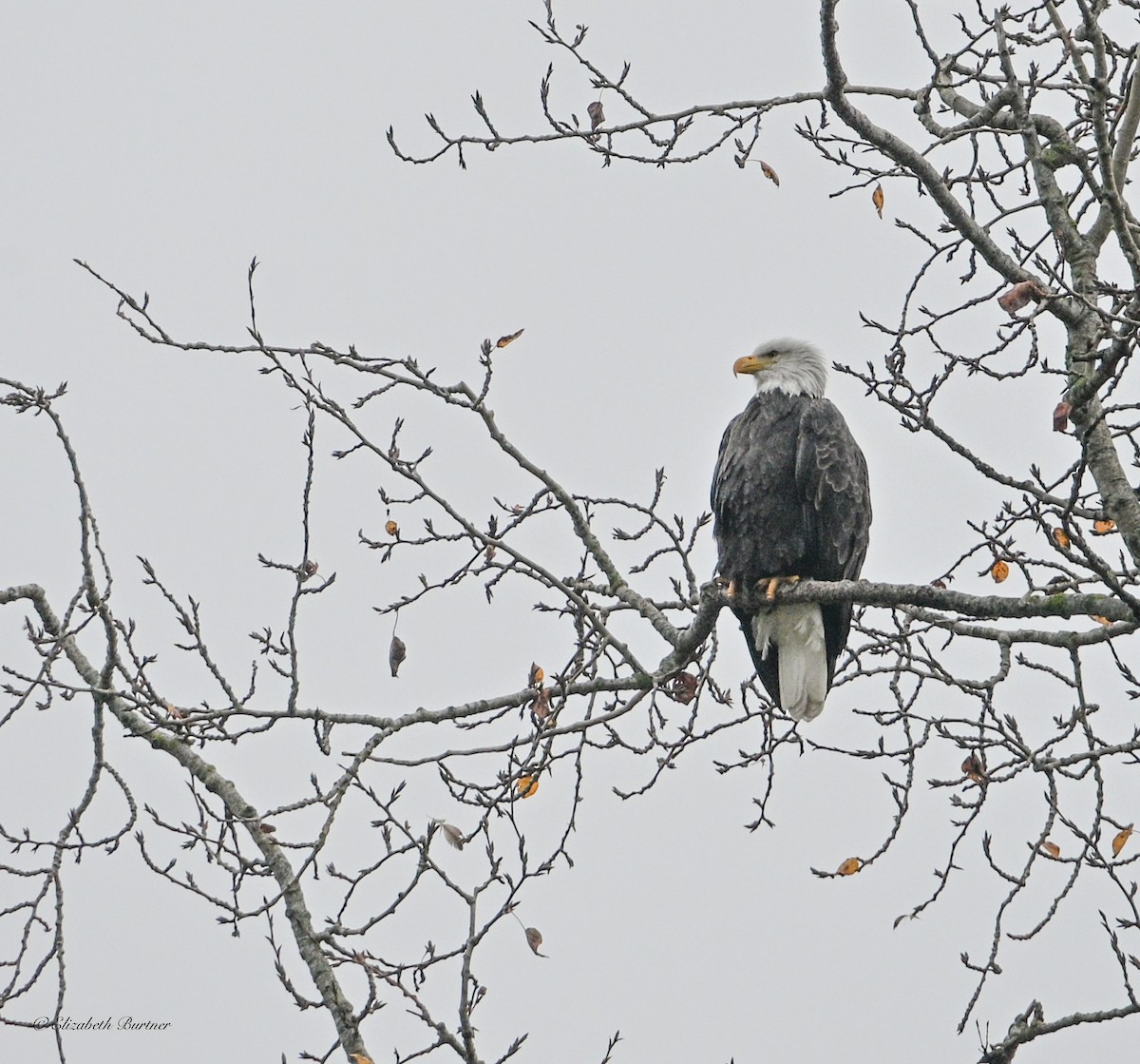 Pigargo Americano - ML645410153