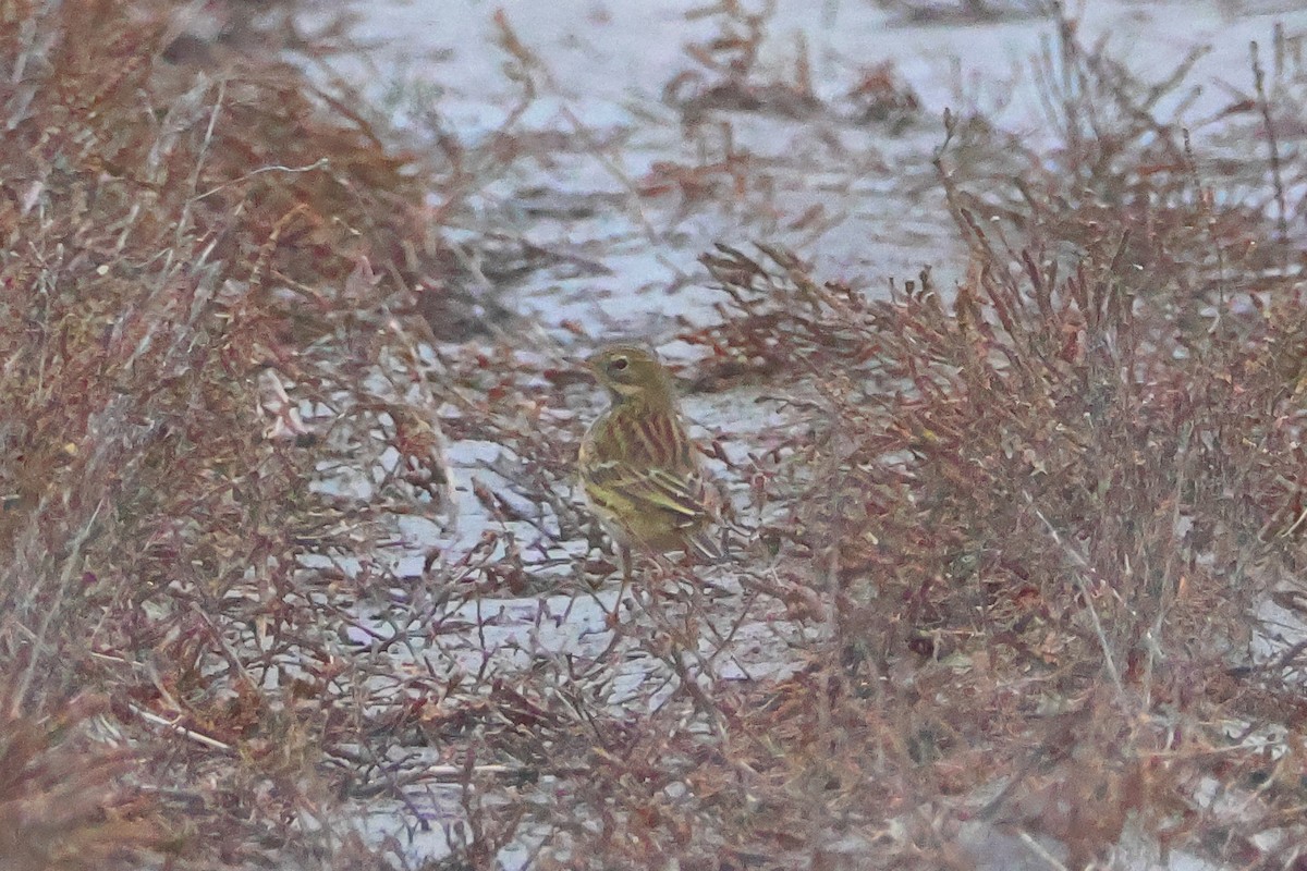Meadow Pipit - ML645410156