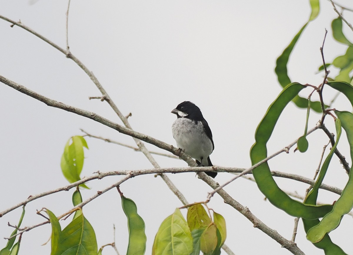 Lesson's Seedeater - ML645410161