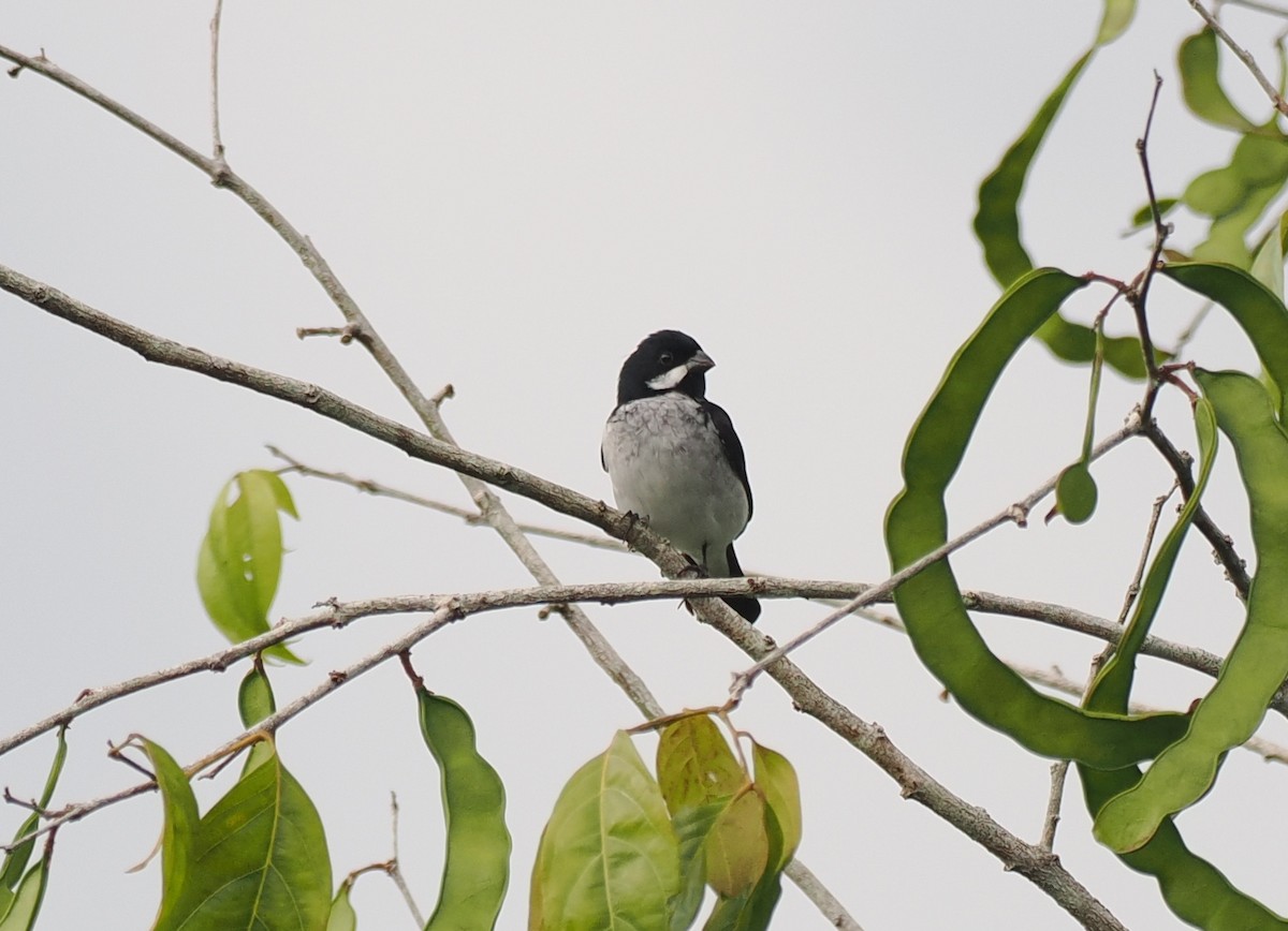 Lesson's Seedeater - ML645410162