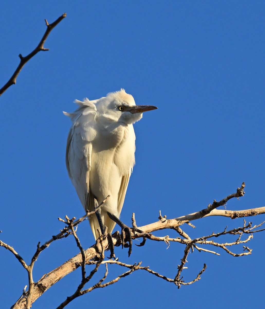 Western Cattle-Egret - ML645410170