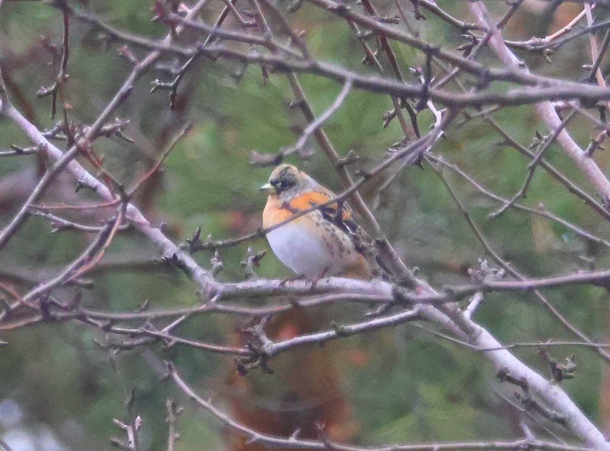 Brambling - ML645410172