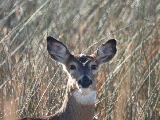White-tailed Deer - ML645410174
