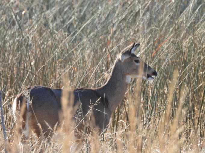 White-tailed Deer - ML645410175