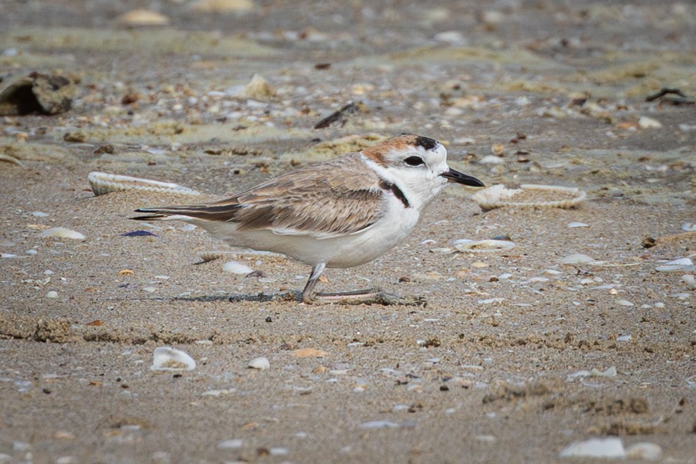 White-faced Plover - ML645410181