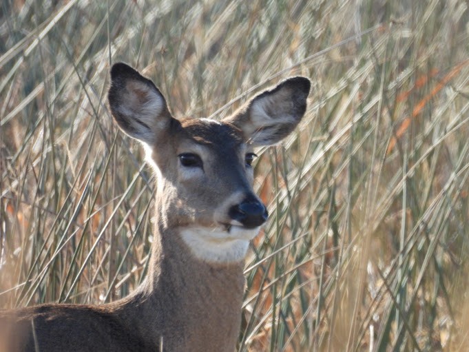 White-tailed Deer - ML645410182