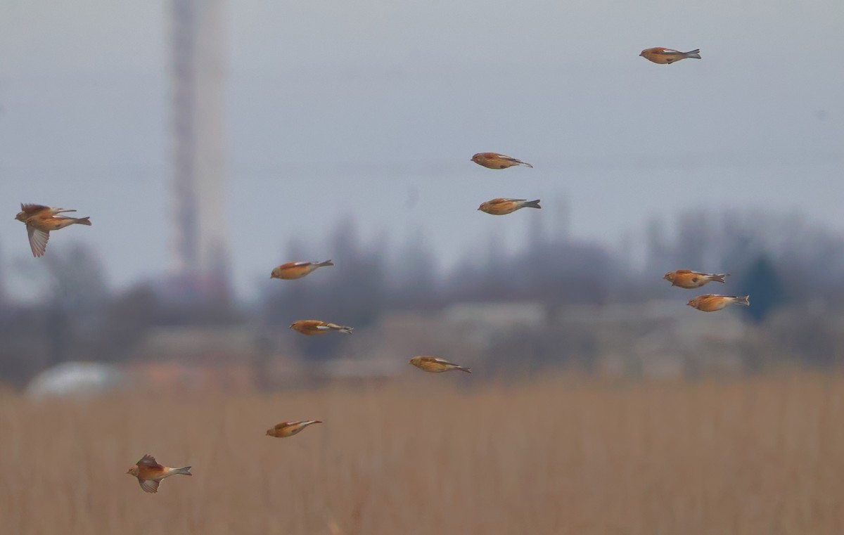 Eurasian Linnet - ML645410183