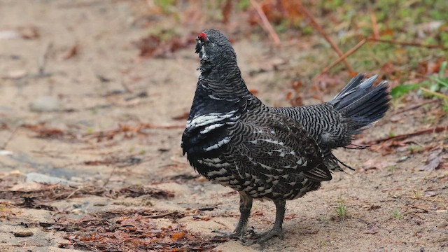 Spruce Grouse - ML645410204