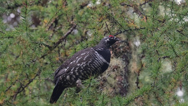 Spruce Grouse - ML645410205