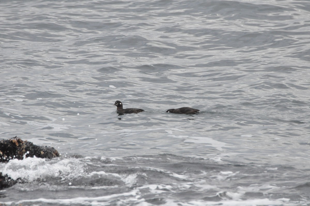 Harlequin Duck - ML645410207
