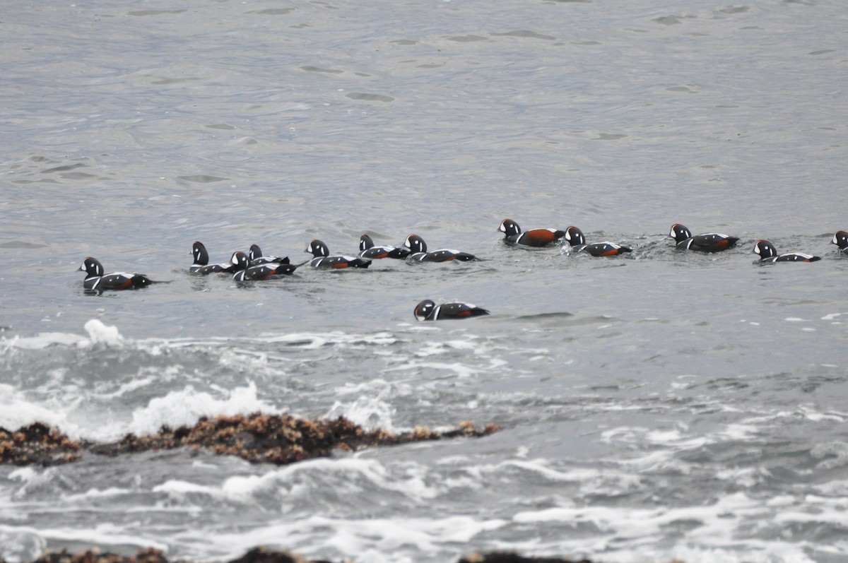 Harlequin Duck - ML645410208