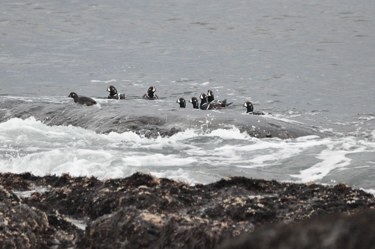 Harlequin Duck - ML645410209