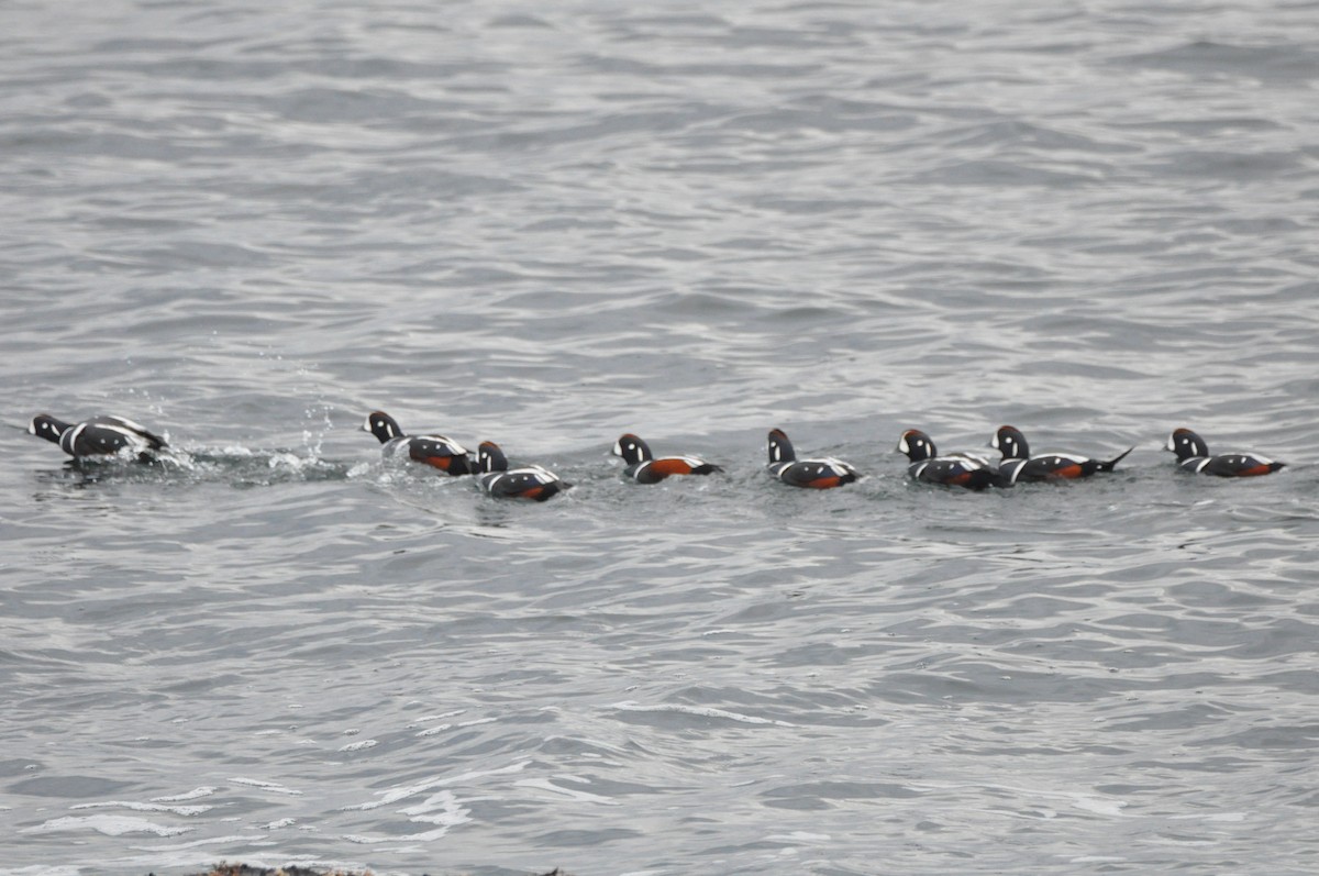 Harlequin Duck - ML645410210