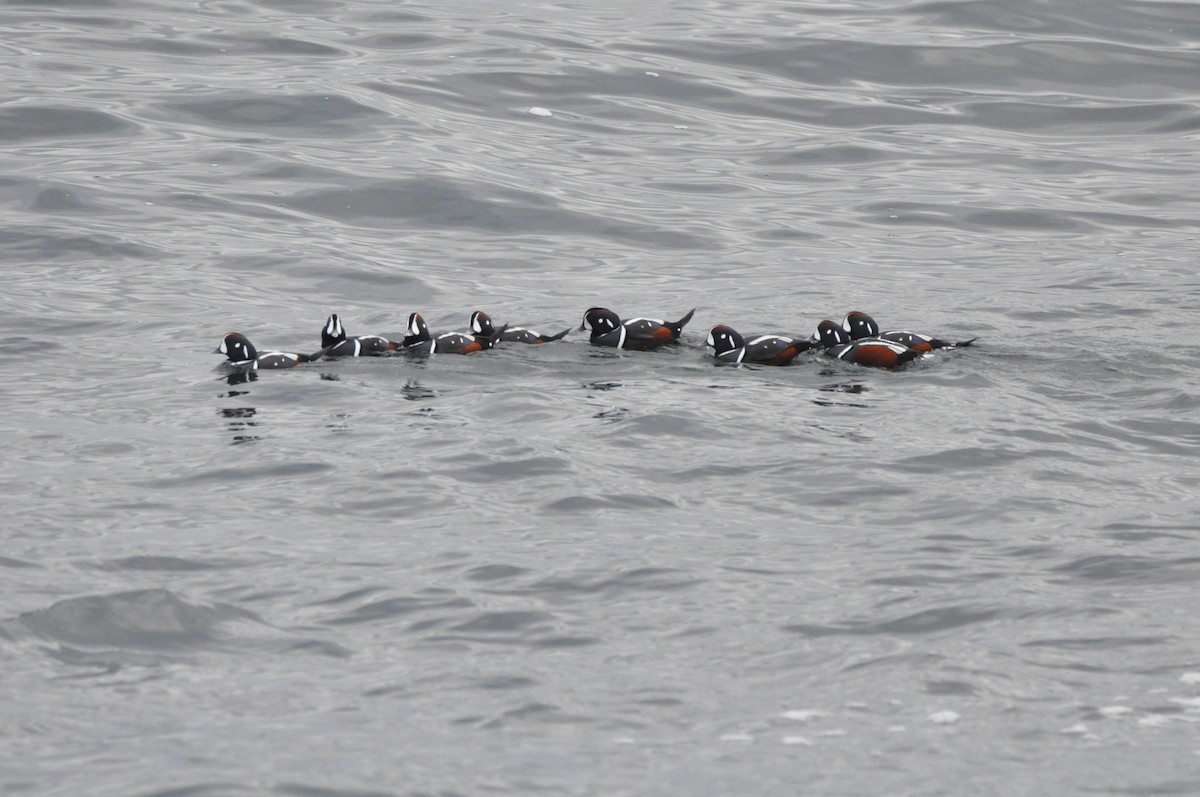 Harlequin Duck - ML645410212