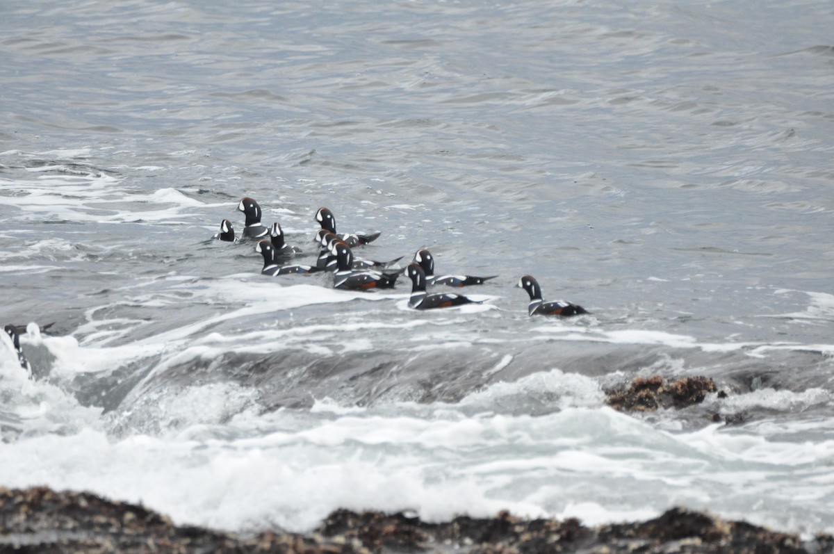 Harlequin Duck - ML645410214