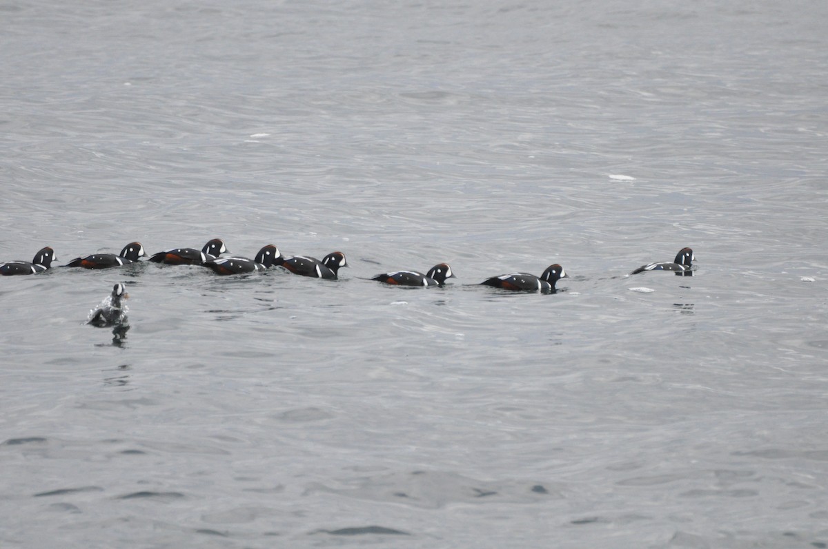 Harlequin Duck - ML645410215