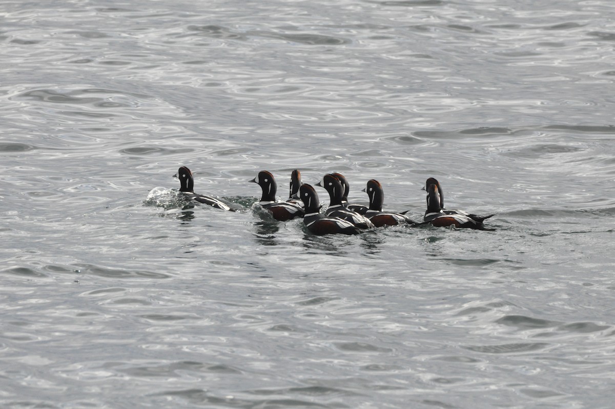 Harlequin Duck - ML645410217