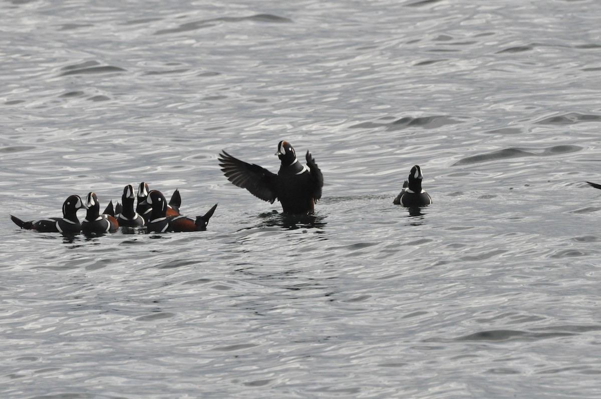 Harlequin Duck - ML645410218