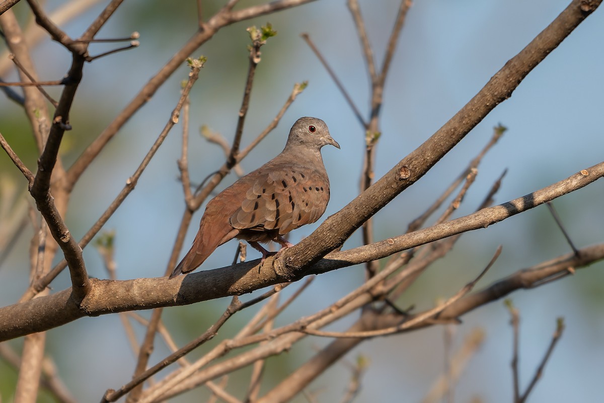 Коричневая земляная горлица - ML645410220