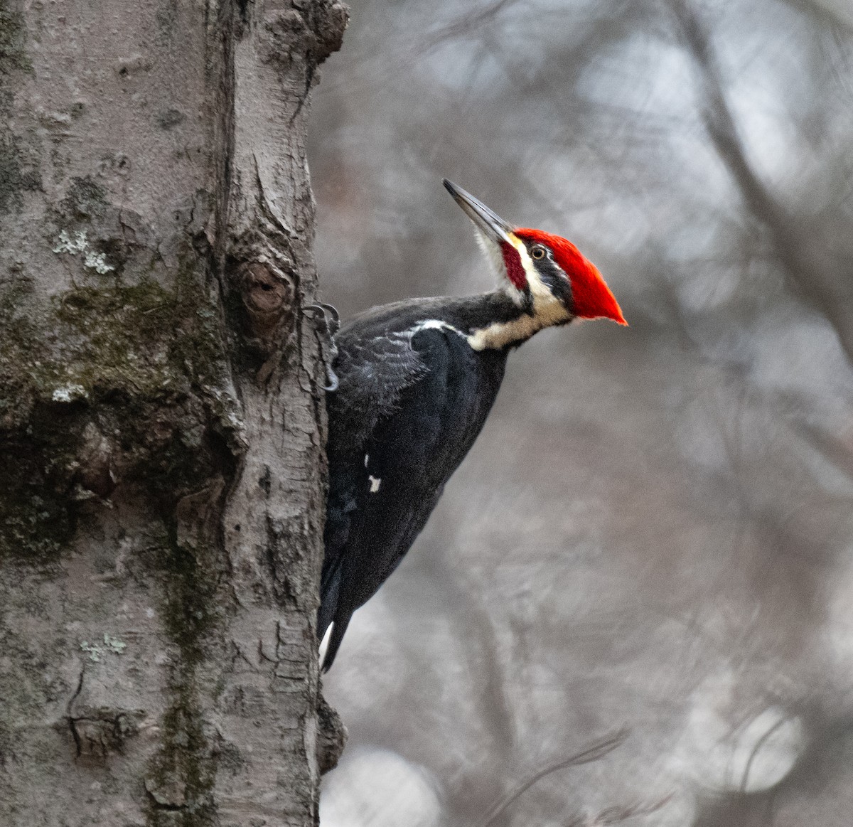 Pileated Woodpecker - ML645410230