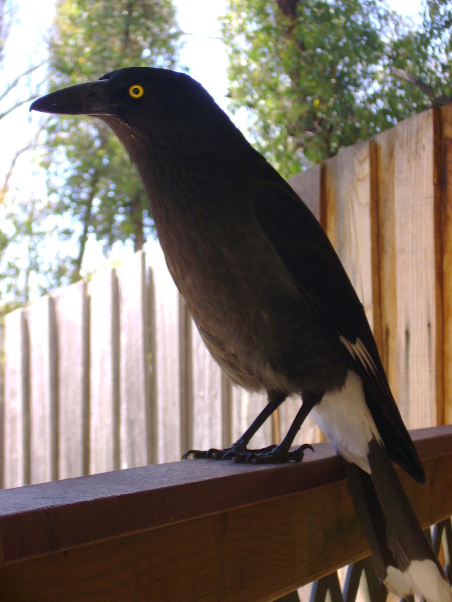 Verdugo Pío - ML645410237