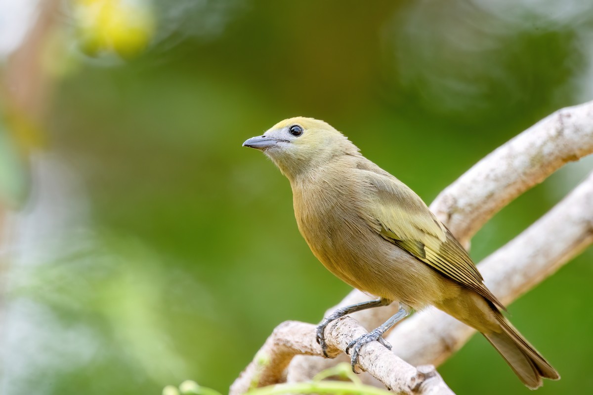 Tangara Palmera - ML645410238