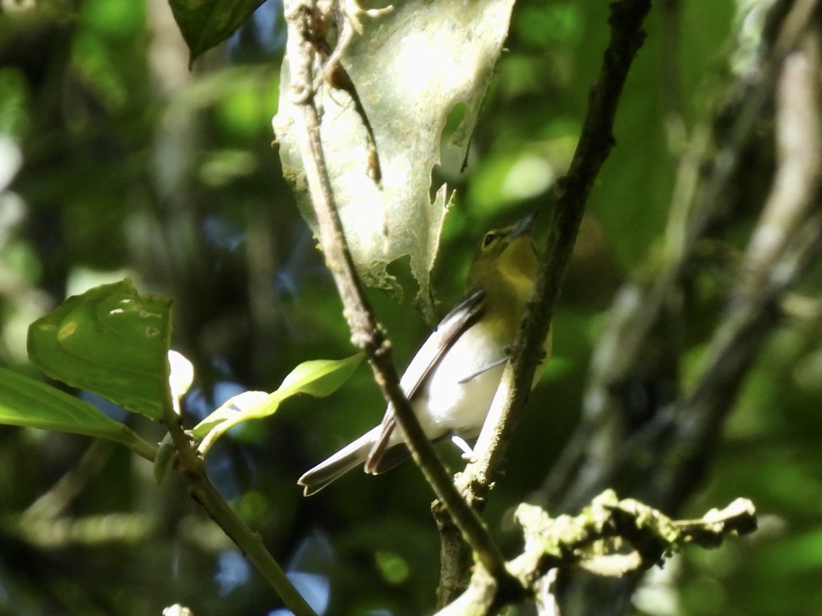 Yellow-throated Vireo - ML645410244