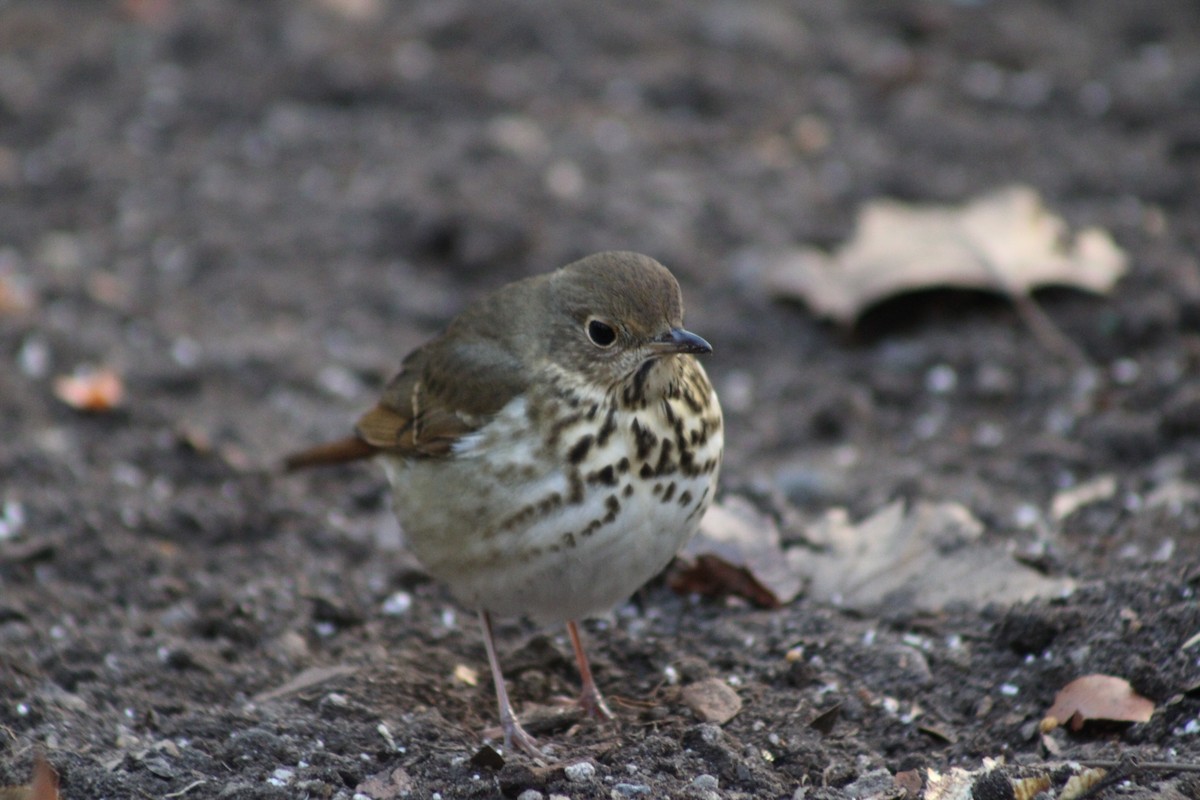Hermit Thrush - ML645410259