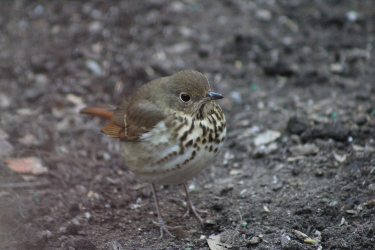 Hermit Thrush - ML645410260