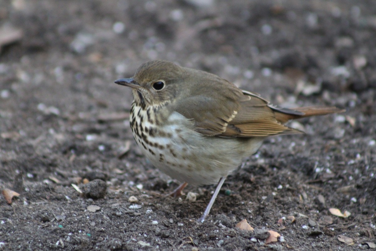 Hermit Thrush - ML645410262