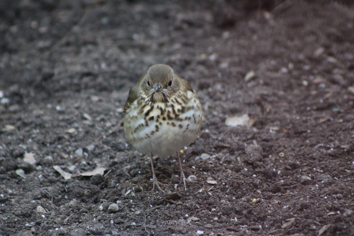 Hermit Thrush - ML645410263