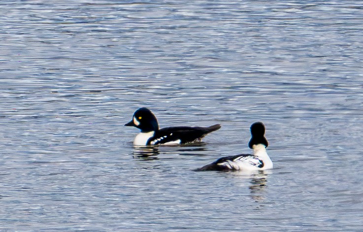 Murgilari islandiarra - ML645410265