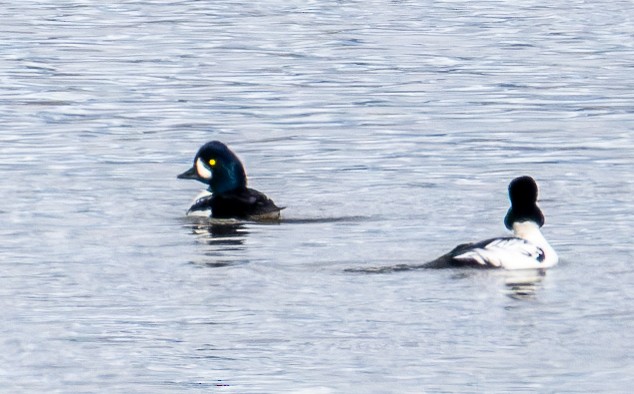 Murgilari islandiarra - ML645410266