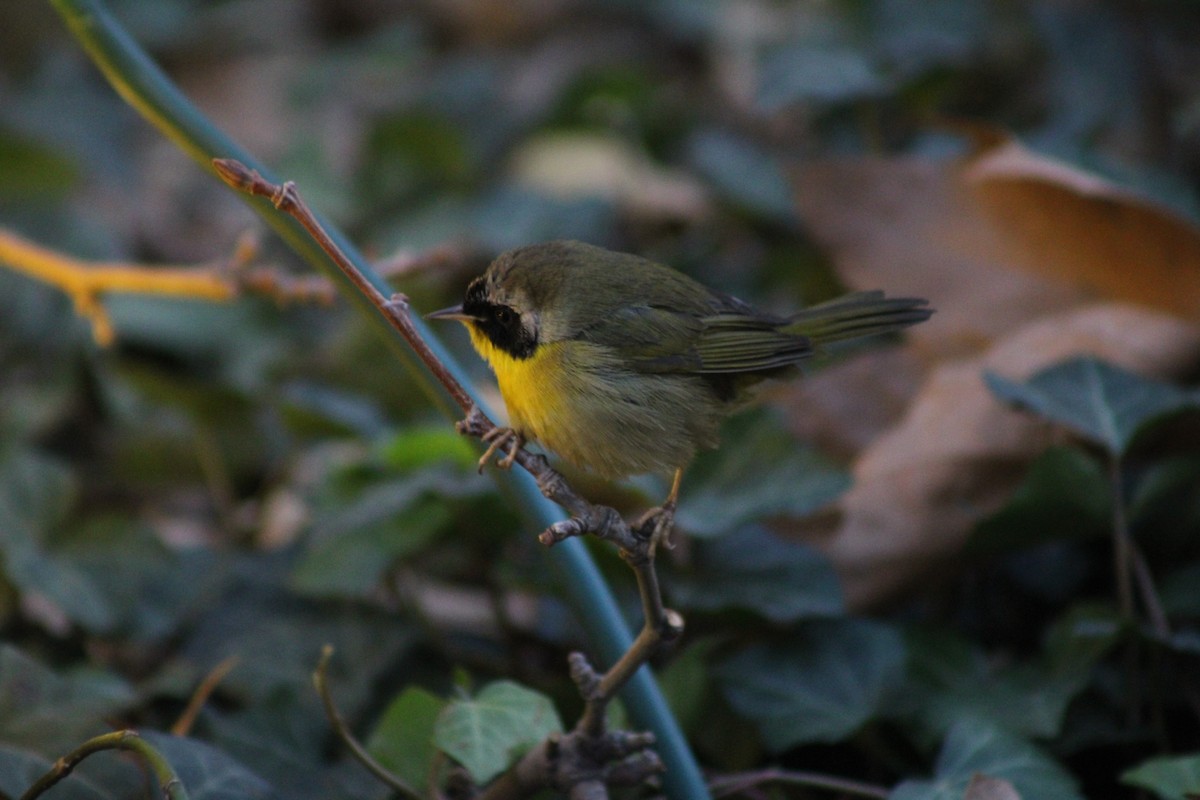 Common Yellowthroat - ML645410272