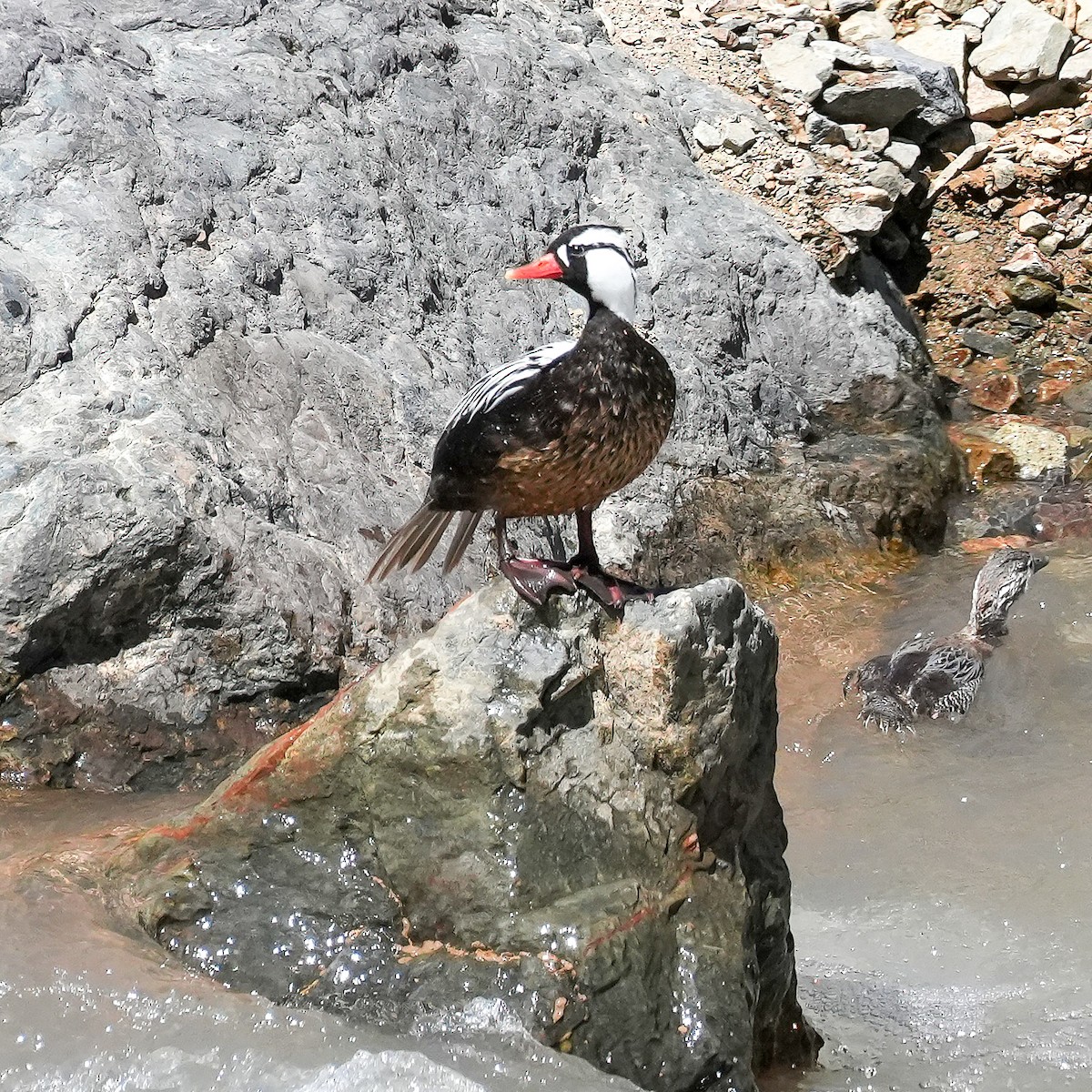 Torrent Duck - ML645410301