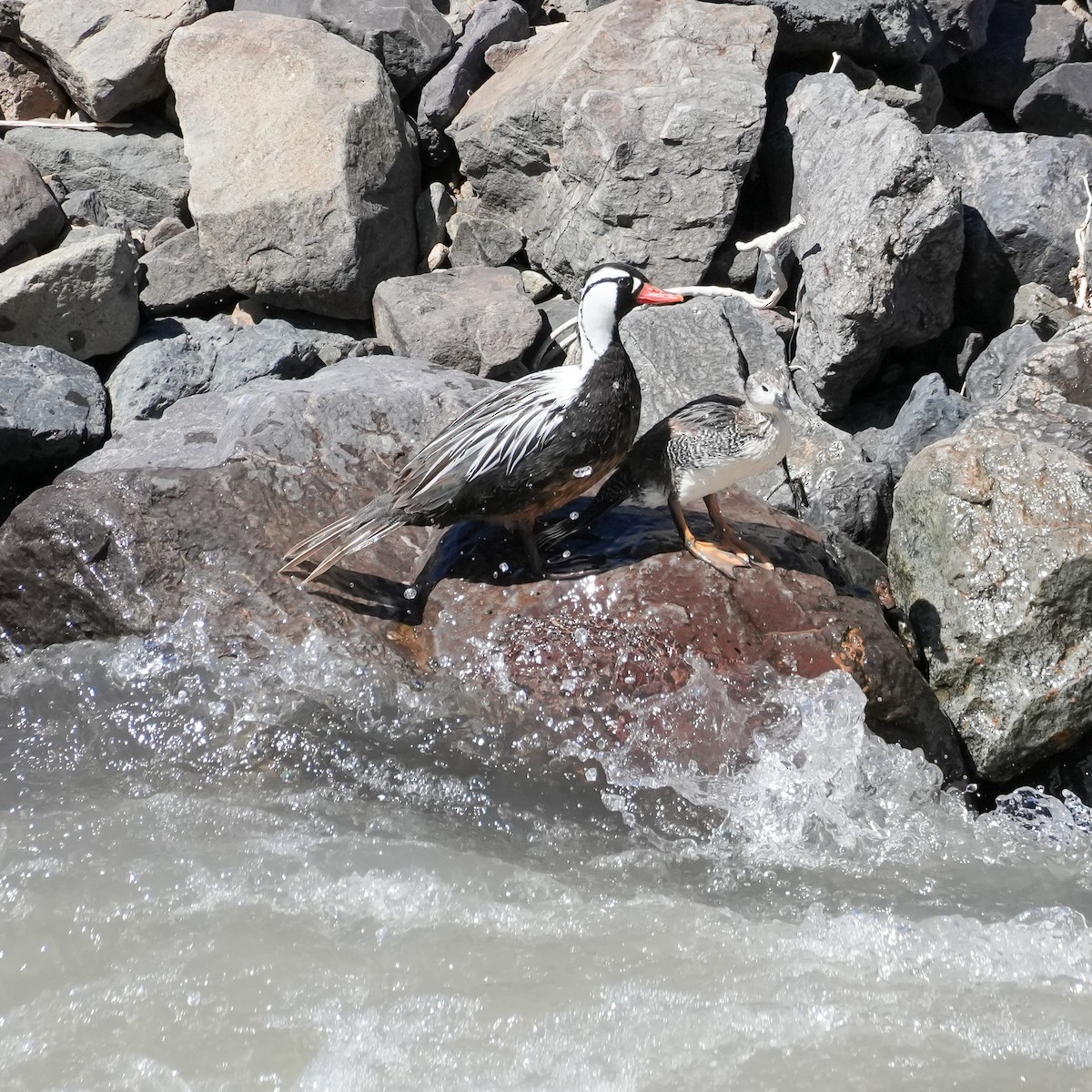 Torrent Duck - ML645410302