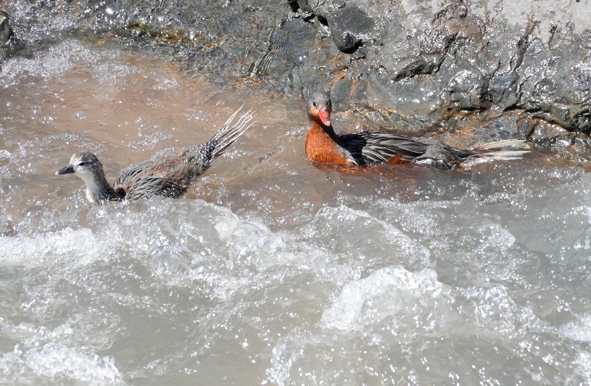 Torrent Duck - ML645410304