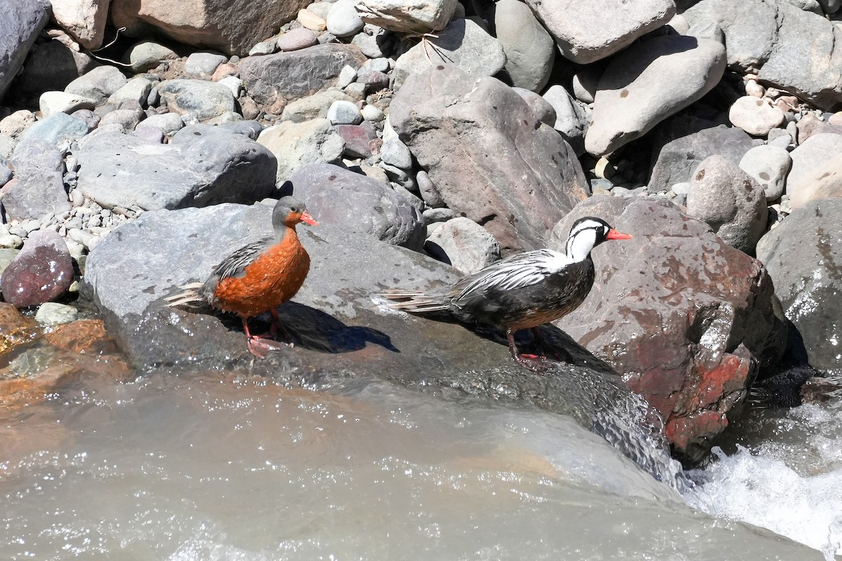 Torrent Duck - ML645410305