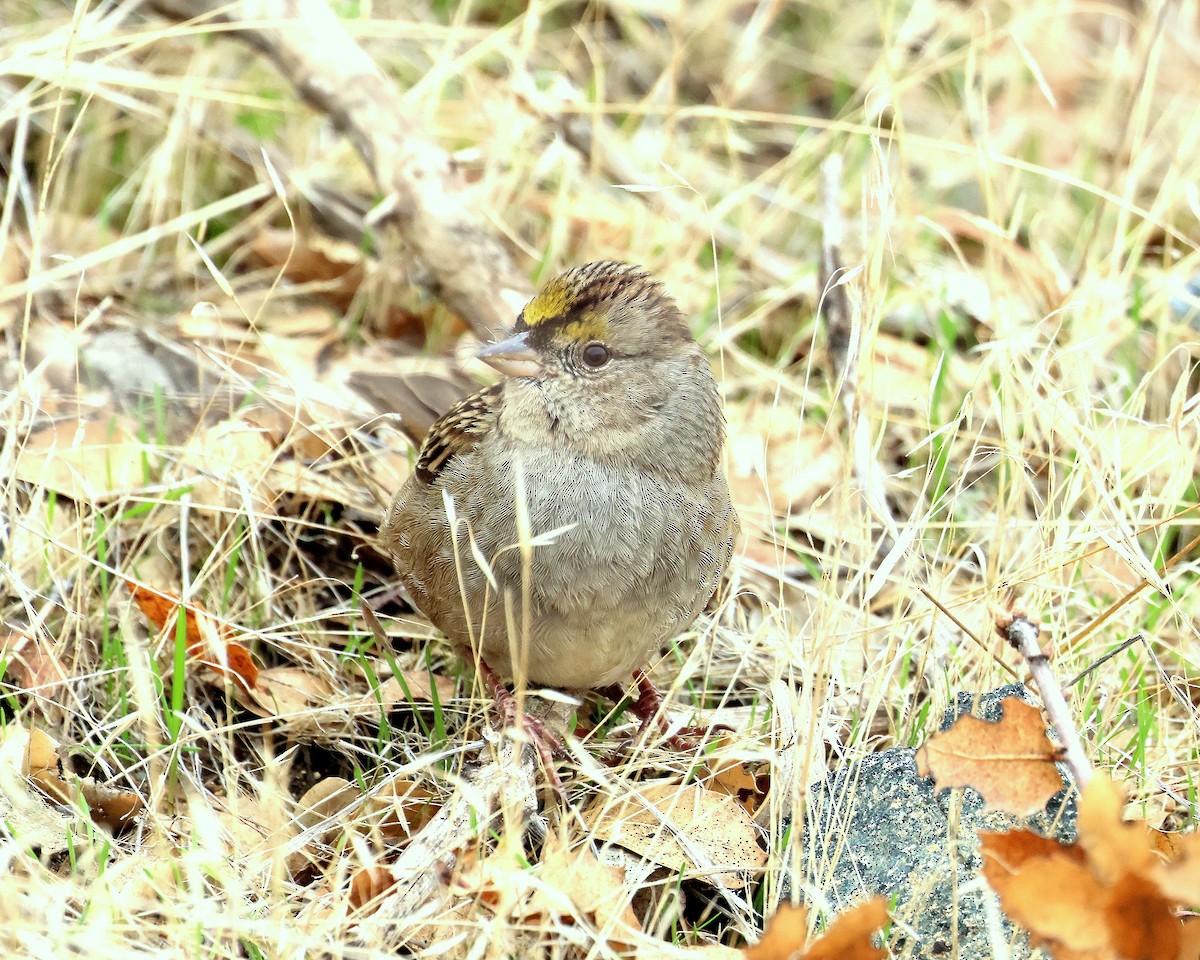 Чернобровая овсянка - ML645410310
