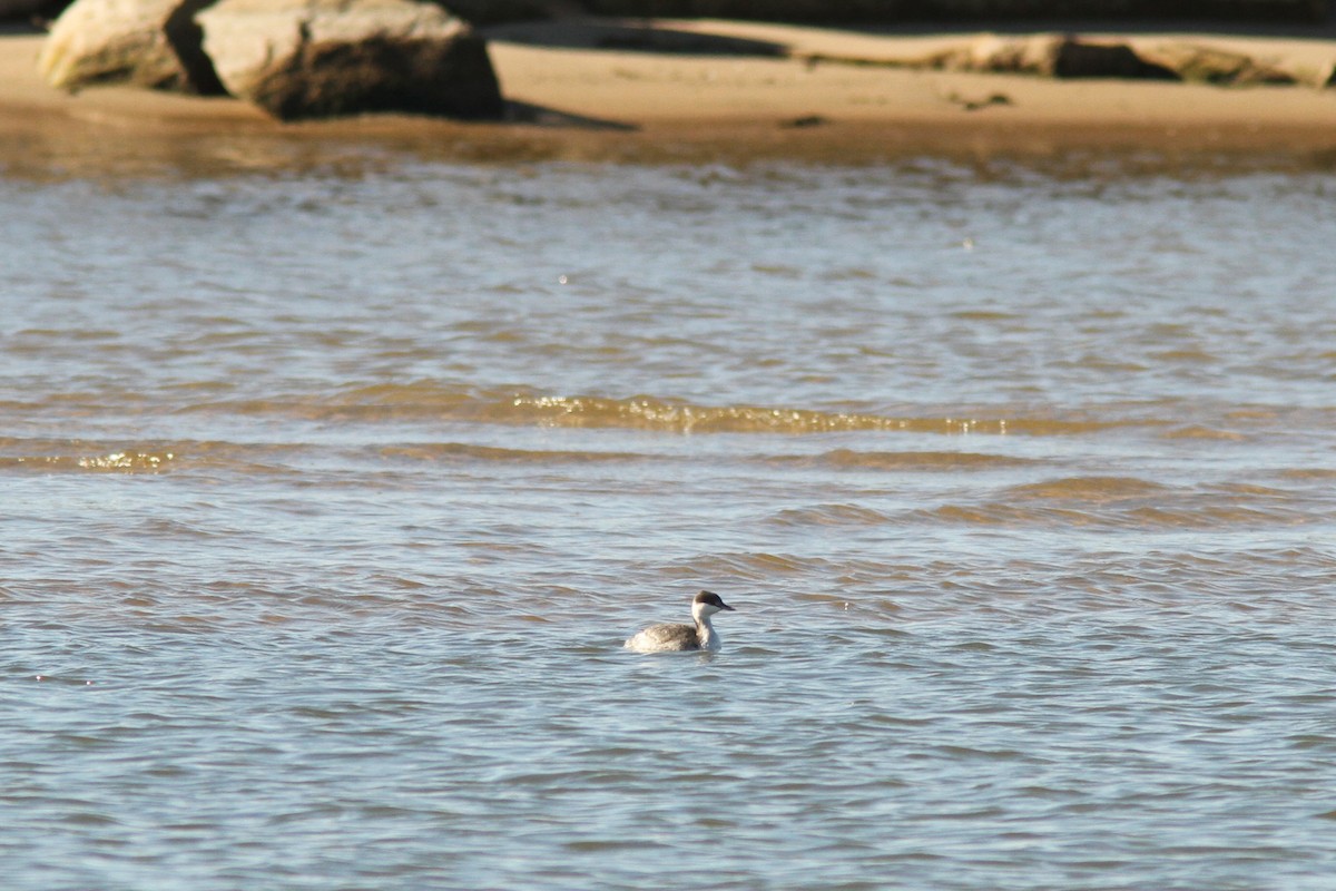 Txilinporta urrebelarria - ML645410315