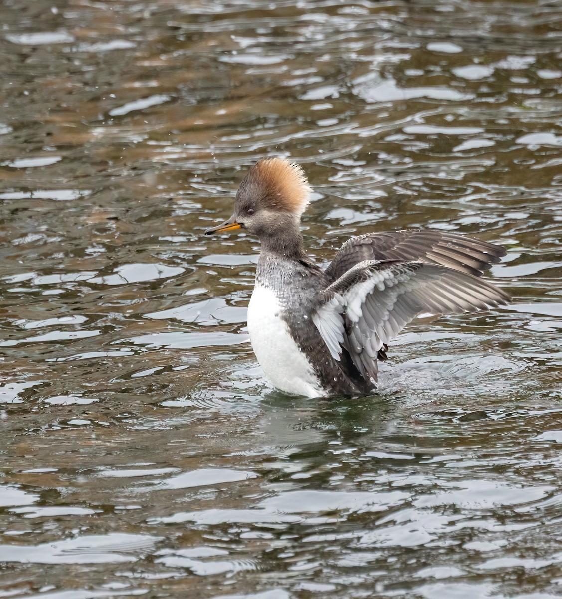 Hooded Merganser - ML645410316