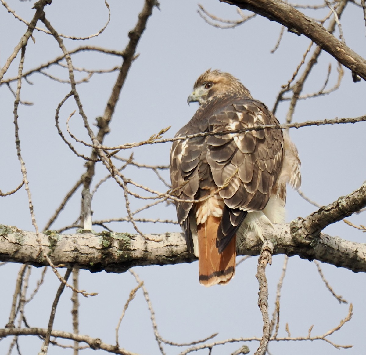 Red-tailed Hawk - ML645410319
