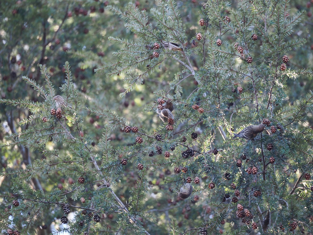 Pine Siskin - ML645410321