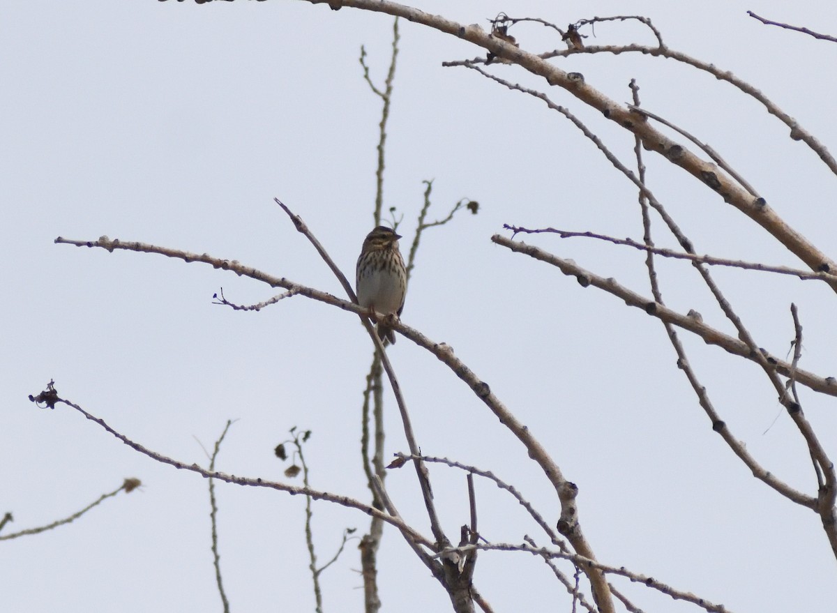 Savannah Sparrow - ML645410325