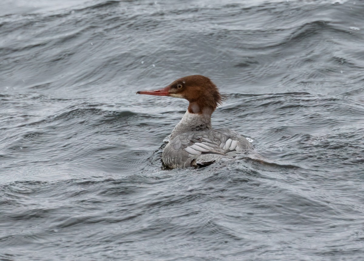 Common Merganser - ML645410326