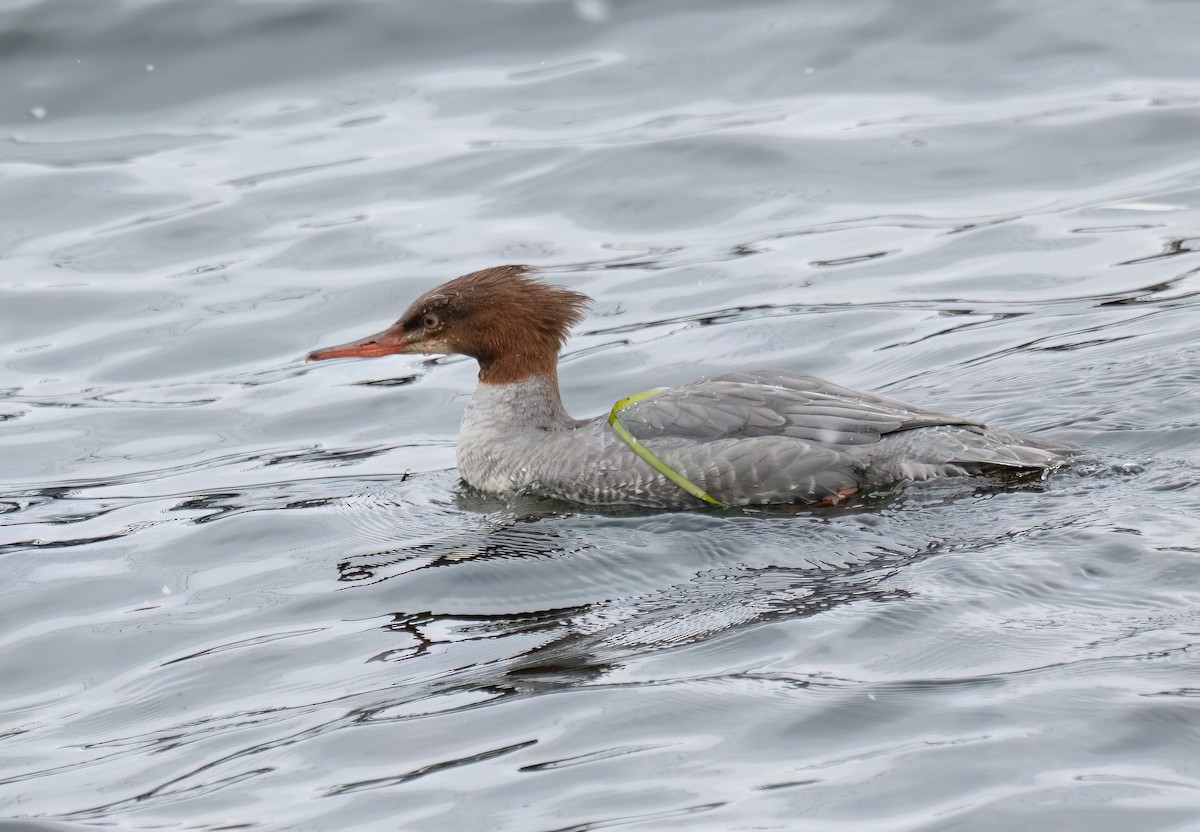 Common Merganser - ML645410327