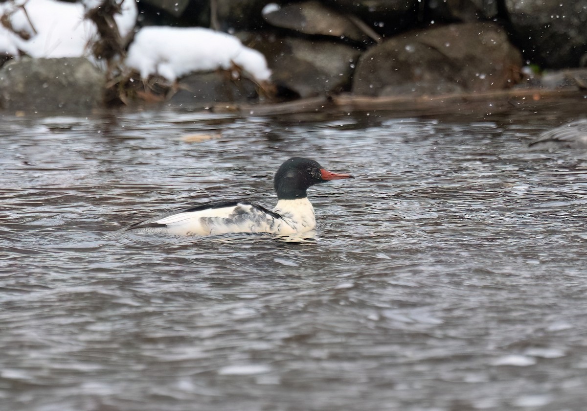 Common Merganser - ML645410328